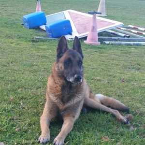 Club Canin Euskal-Herria, un éducateur canin à Saint-Jean-de-Luz