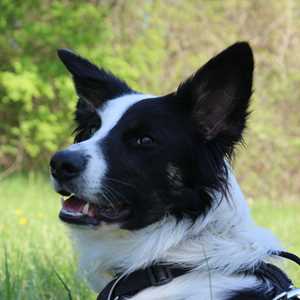 Psycho Truffe, un entraîneur de chiens à Loudun