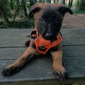 Christophe, un éducateur canin à Loudun