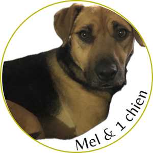 Mel & 1 chien, un éducateur canin à Saverne