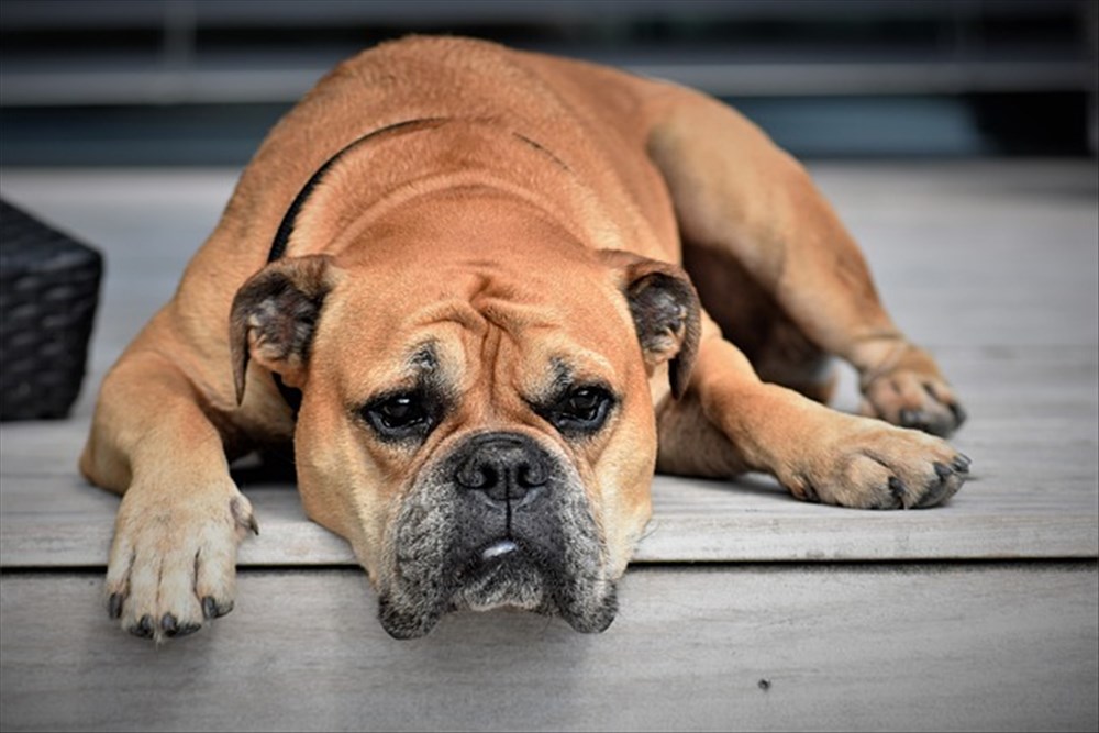 Soins du Museau Canin : Guide Pratique et Préventif